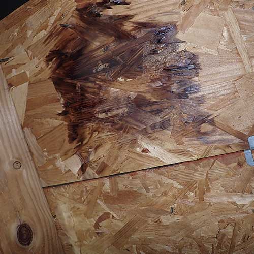 mold inspection birmingham al
